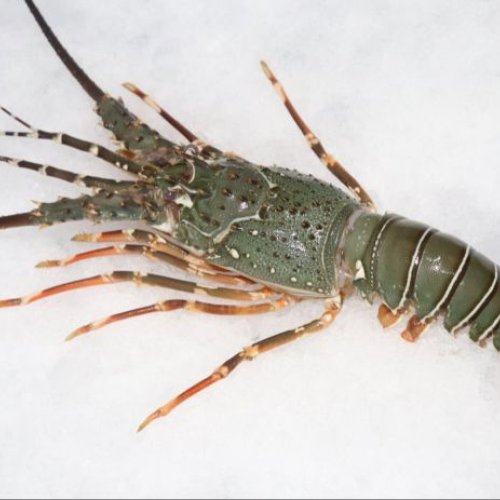 Frozen Lobster