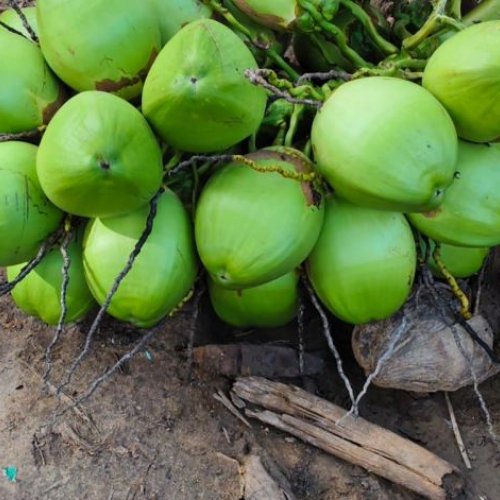 Green Tender Coconut
