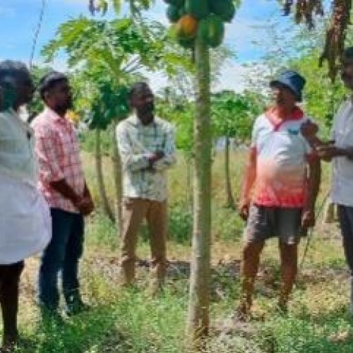 Organic Farming Consultancy and Input Supply Services