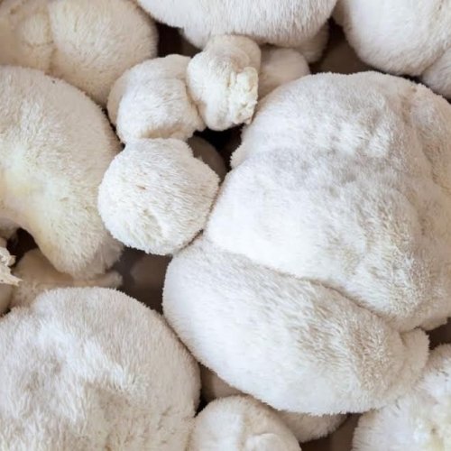 Fresh Lion\'S Mane Mushroom