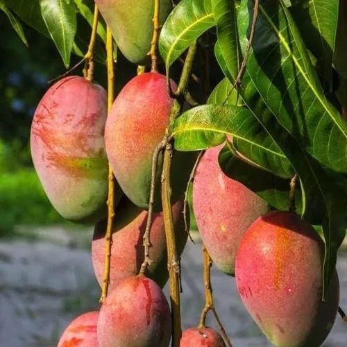 CISH Arunika Mango Plant