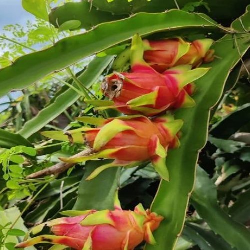 Dragon Fruit Plant