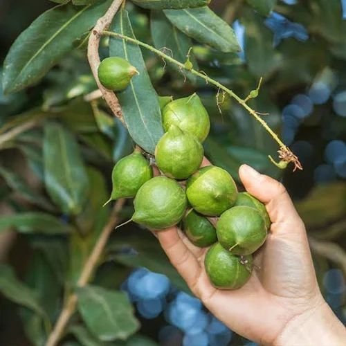 Macadamia Nuts Plant