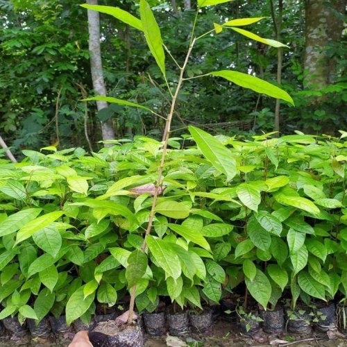 Mahogany Plant
