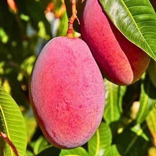 Miyazaki Mango Plant