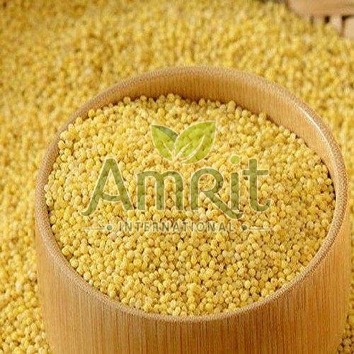 Foxtail Millet