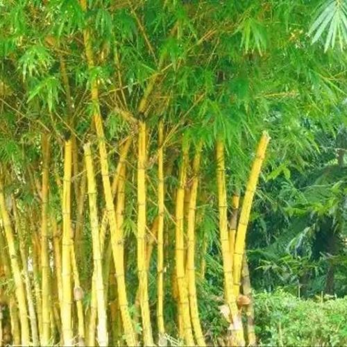 Bamboo Farming Consulting Services