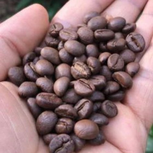 arabica coffee beans