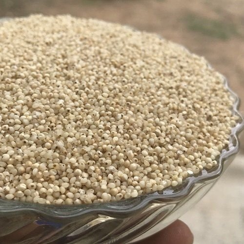 Millet Seeds