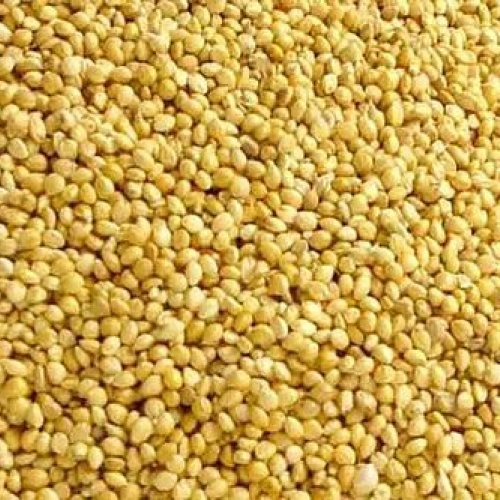 Foxtail Millet Seeds