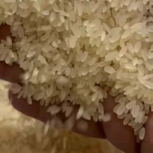 Swarna Parboiled Basmati Rice