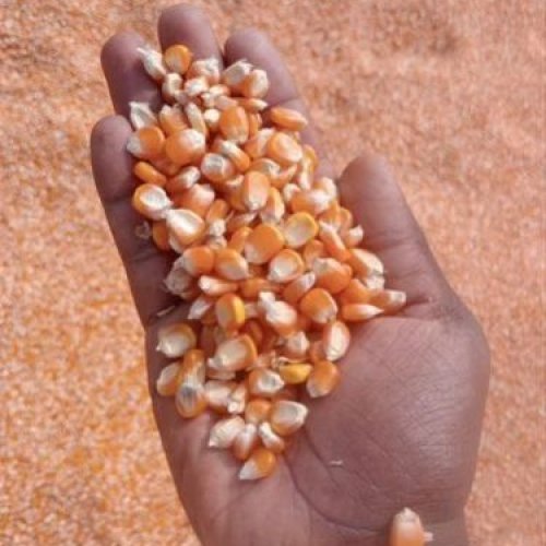 Yellow Maize Seeds