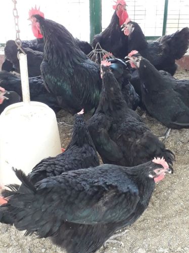Black Rock Chicken