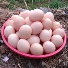 Kadaknath Egg