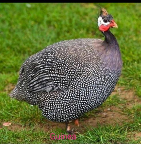 Live Guinea Fowl