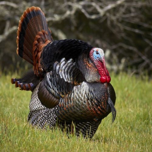 Live Turkey Chicken