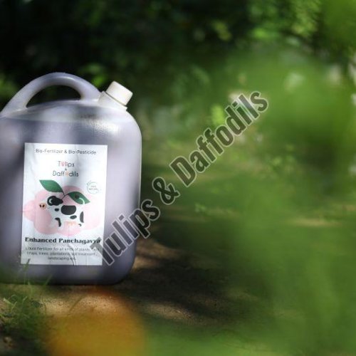 Panchagavya Liquid Fertilizers