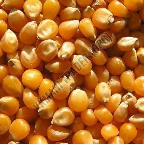 Yellow Maize Seeds