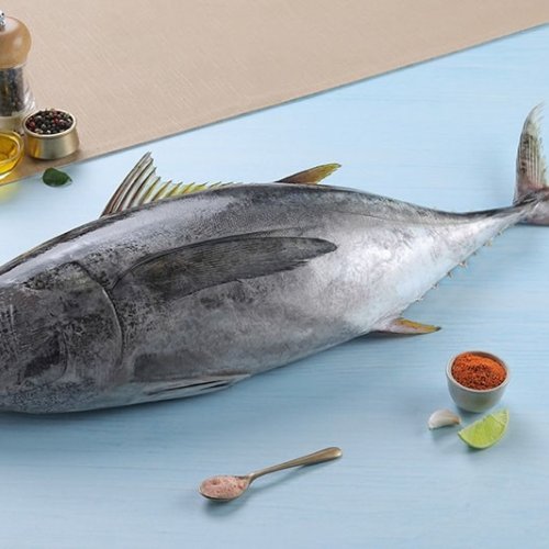 Fresh Tuna Fish