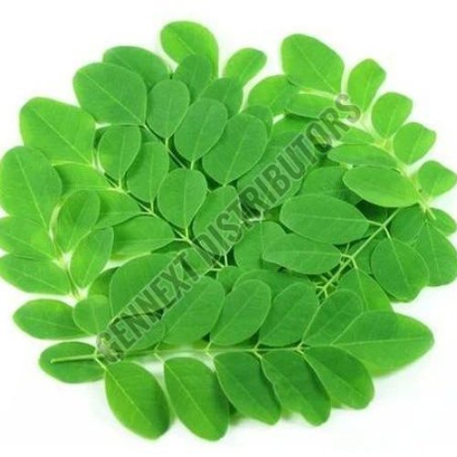 Fresh Moringa Leaves
