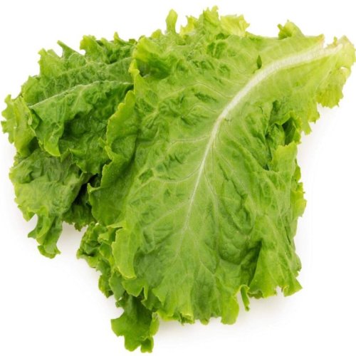 Fresh Lettuce