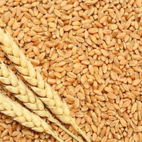 65kg Wheat Seeds