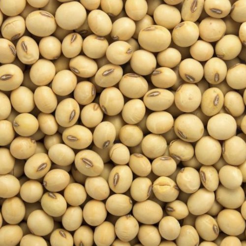 Soybean Oil Seeds