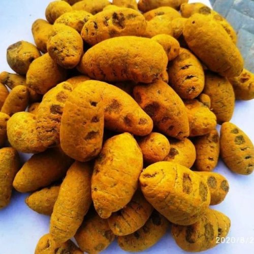 Turmeric Gattu