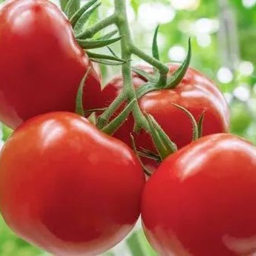 Fresh Red Tomato