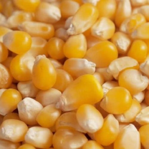 Maize Seed