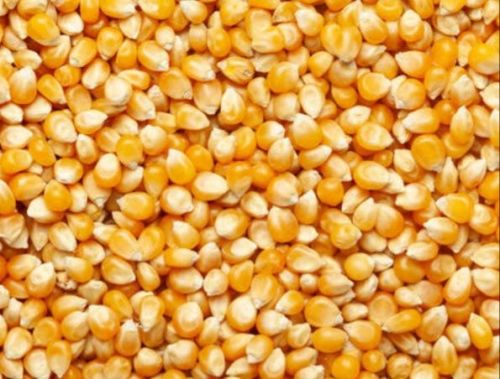 Yellow Maize