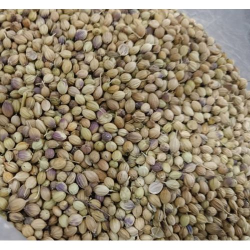 Dried Brown Eagle Plus Coriander Seed