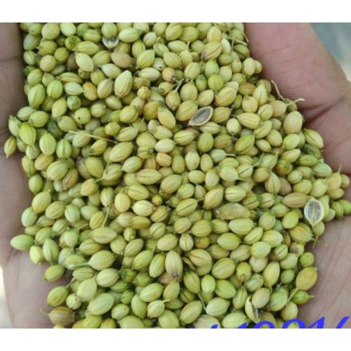 Parrot Coriander Seeds