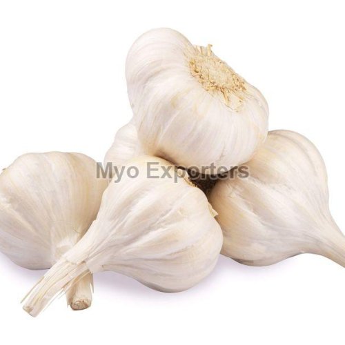 fresh garlic