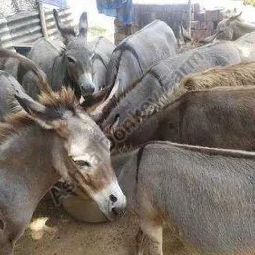 Female Donkey