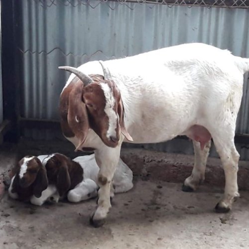 Boer Goat