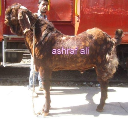 Sirohi Goat