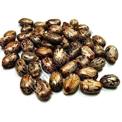 Castor Seeds