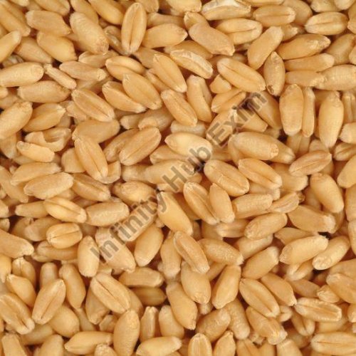 Wheat Grains