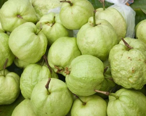 Fresh Guava