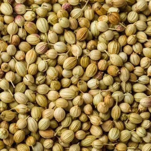 Dried Green Coriander Seed