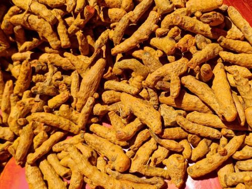 Dried Turmeric Finger