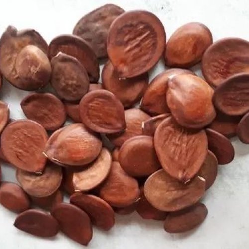 Kachnar Seeds