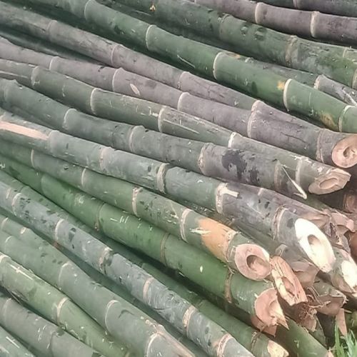 24 Feet Green Bamboo Pole