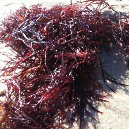 Raw Dried Seaweeds