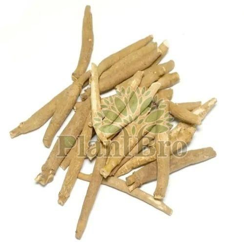 Medicinal Roots
