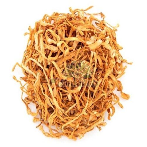 Dry Cordyceps Militaris Mushroom