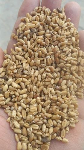 Wheat Grains