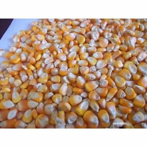 Yellow Maize Seeds