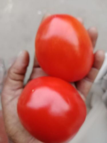 Fresh Tomato